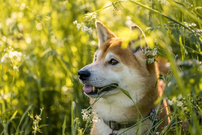 De ce mănâncă câinii iarbă